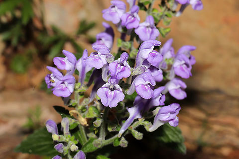 Skullcaps (Scutellaria sp.) Still working on keying this one out. I may have to go back with a measuring tape.
Growing on a rocky (shale?) outcrop at the edge of a dense mixed forest. 
https://www.jungledragon.com/image/95149/skullcaps_scutellaria_sp.html Geotagged,Spring,United States