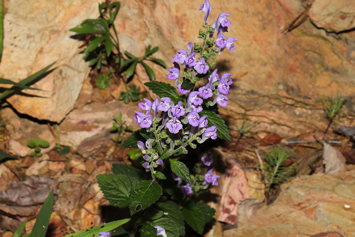 Skullcaps (Scutellaria sp.) Still working on keying this one out. I may have to go back with a measuring tape.<br />
Growing on a rocky (shale?) outcrop at the edge of a dense mixed forest. <br />
<figure class="photo"><a href="https://www.jungledragon.com/image/95148/skullcaps_scutellaria_sp.html" title="Skullcaps (Scutellaria sp.)"><img src="https://s3.amazonaws.com/media.jungledragon.com/images/3231/95148_thumb.jpg?AWSAccessKeyId=05GMT0V3GWVNE7GGM1R2&Expires=1759968010&Signature=6sezcHwO37q0foXa5bbtRDQkrCU%3D" width="200" height="134" alt="Skullcaps (Scutellaria sp.) Still working on keying this one out. I may have to go back with a measuring tape.<br />
Growing on a rocky (shale?) outcrop at the edge of a dense mixed forest. <br />
https://www.jungledragon.com/image/95149/skullcaps_scutellaria_sp.html Geotagged,Spring,United States" /></a></figure> Geotagged,Spring,United States