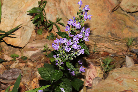 Skullcaps (Scutellaria sp.) Still working on keying this one out. I may have to go back with a measuring tape.
Growing on a rocky (shale?) outcrop at the edge of a dense mixed forest. 
https://www.jungledragon.com/image/95148/skullcaps_scutellaria_sp.html Geotagged,Spring,United States