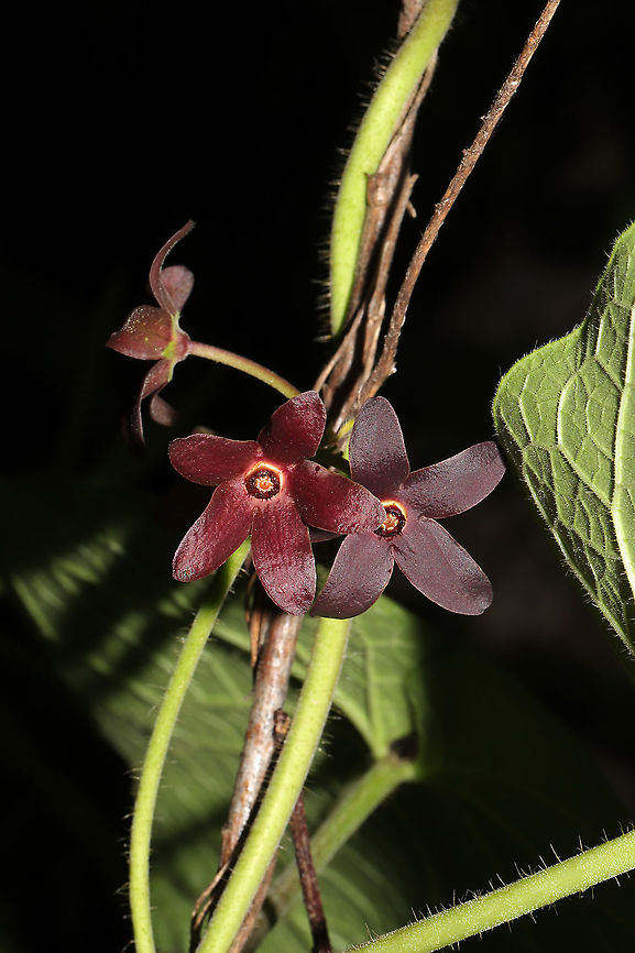 Maroon Carolina Milkvine (Matelea carolinensis) Growing at a forest edge (near a seasonal stream).<br />
<figure class="photo"><a href="https://www.jungledragon.com/image/95151/maroon_carolina_milkvine_matelea_carolinensis.html" title="Maroon Carolina Milkvine (Matelea carolinensis)"><img src="https://s3.amazonaws.com/media.jungledragon.com/images/3231/95151_thumb.jpg?AWSAccessKeyId=05GMT0V3GWVNE7GGM1R2&Expires=1769040010&Signature=rnF87eiuIx3uitNdVeqjYzDQkZk%3D" width="200" height="200" alt="Maroon Carolina Milkvine (Matelea carolinensis) Growing at a forest edge (near a seasonal stream). <br />
https://www.jungledragon.com/image/95150/maroon_carolina_milkvine_matelea_carolinensis.html Geotagged,Maroon Carolina Milkvine,Matelea carolinensis,Spring,United States" /></a></figure> Geotagged,Maroon Carolina Milkvine,Matelea carolinensis,Spring,United States