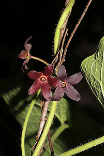 Maroon Carolina Milkvine (Matelea carolinensis) Growing at a forest edge (near a seasonal stream).
https://www.jungledragon.com/image/95151/maroon_carolina_milkvine_matelea_carolinensis.html Geotagged,Maroon Carolina Milkvine,Matelea carolinensis,Spring,United States