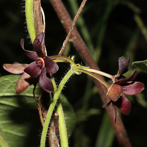 Maroon Carolina Milkvine (Matelea carolinensis) Growing at a forest edge (near a seasonal stream). 
https://www.jungledragon.com/image/95150/maroon_carolina_milkvine_matelea_carolinensis.html Geotagged,Maroon Carolina Milkvine,Matelea carolinensis,Spring,United States