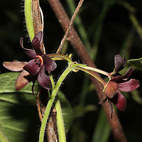 Maroon Carolina Milkvine (Matelea carolinensis) Growing at a forest edge (near a seasonal stream). <br />
https://www.jungledragon.com/image/95150/maroon_carolina_milkvine_matelea_carolinensis.html Geotagged,Maroon Carolina Milkvine,Matelea carolinensis,Spring,United States