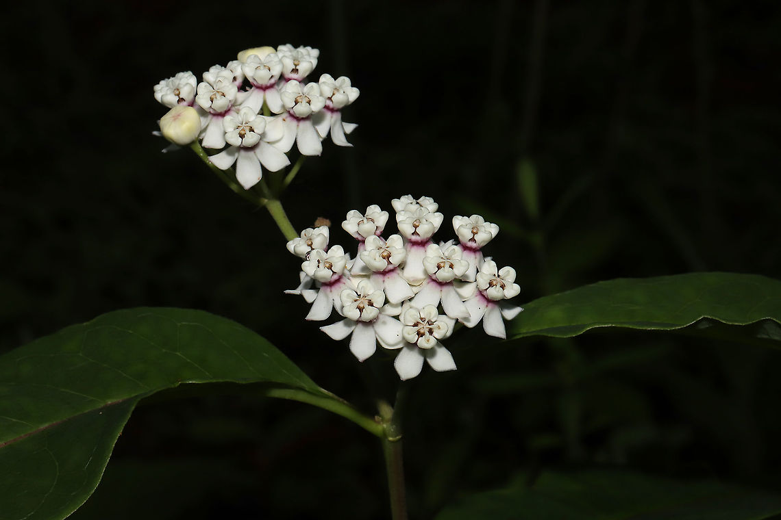 Redring Milkweed (Asclepias variegata) Growing at the edge of a dense mixed forest.<br />
A dimly lit shot. Will post a more &quot;washed out&quot; shot for detail.<br />
<figure class="photo"><a href="https://www.jungledragon.com/image/95153/redring_milkweed_asclepias_variegata.html" title="Redring Milkweed (Asclepias variegata)"><img src="https://s3.amazonaws.com/media.jungledragon.com/images/3231/95153_thumb.jpg?AWSAccessKeyId=05GMT0V3GWVNE7GGM1R2&Expires=1759968010&Signature=Puk1zeAyXF7akddNy5EUD%2BtsA%2Fw%3D" width="200" height="134" alt="Redring Milkweed (Asclepias variegata) Growing at the edge of a dense mixed forest.<br />
https://www.jungledragon.com/image/95152/redring_milkweed_asclepias_variegata.html Asclepias variegata,Geotagged,Redring milkweed,Spring,United States" /></a></figure> Asclepias variegata,Geotagged,Redring milkweed,Spring,United States