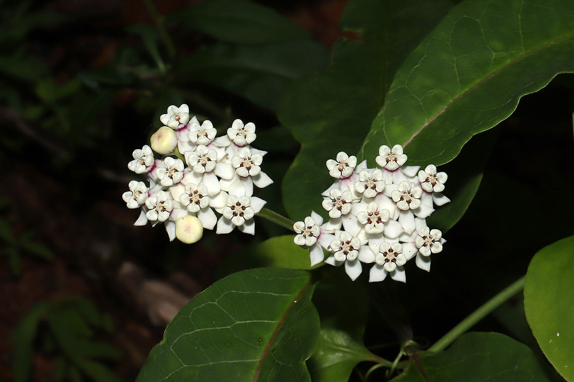 Redring Milkweed (Asclepias variegata) Growing at the edge of a dense mixed forest.<br />
<figure class="photo"><a href="https://www.jungledragon.com/image/95152/redring_milkweed_asclepias_variegata.html" title="Redring Milkweed (Asclepias variegata)"><img src="https://s3.amazonaws.com/media.jungledragon.com/images/3231/95152_thumb.jpg?AWSAccessKeyId=05GMT0V3GWVNE7GGM1R2&Expires=1770854410&Signature=MegV5jjInrcz4Kkq4fBTEZCXLA4%3D" width="200" height="134" alt="Redring Milkweed (Asclepias variegata) Growing at the edge of a dense mixed forest.<br />
A dimly lit shot. Will post a more "washed out" shot for detail.<br />
https://www.jungledragon.com/image/95153/redring_milkweed_asclepias_variegata.html Asclepias variegata,Geotagged,Redring milkweed,Spring,United States" /></a></figure> Asclepias variegata,Geotagged,Redring milkweed,Spring,United States