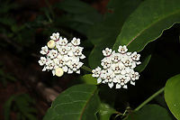 Redring Milkweed (Asclepias variegata) Growing at the edge of a dense mixed forest.<br />
https://www.jungledragon.com/image/95152/redring_milkweed_asclepias_variegata.html Asclepias variegata,Geotagged,Redring milkweed,Spring,United States