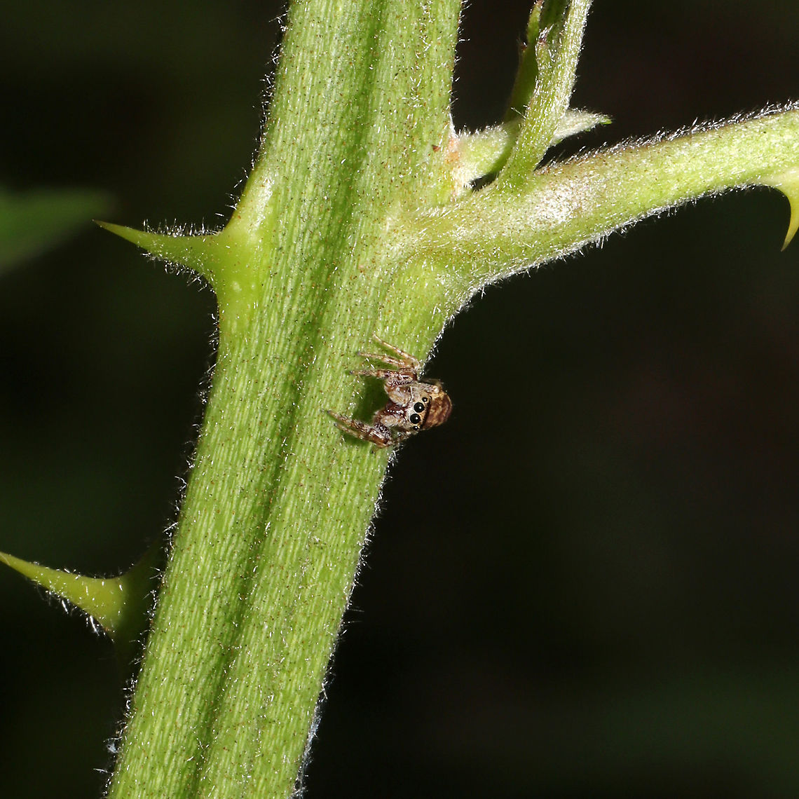 Hentzia sp.? On Rubus allegheniensis, at the edge of a dense mixed forest.<br />
<figure class="photo"><a href="https://www.jungledragon.com/image/95155/hentzia_sp.html" title="Hentzia sp.?"><img src="https://s3.amazonaws.com/media.jungledragon.com/images/3231/95155_thumb.jpg?AWSAccessKeyId=05GMT0V3GWVNE7GGM1R2&Expires=1759968010&Signature=hHW6%2FKsuU3TJZQTOZMqN8xODcs8%3D" width="102" height="152" alt="Hentzia sp.? On Rubus allegheniensis, at the edge of a dense mixed forest. <br />
https://www.jungledragon.com/image/95154/hentzia_sp.html Geotagged,Spring,United States" /></a></figure> Geotagged,Spring,United States