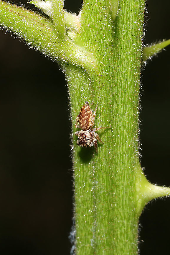 Hentzia sp.? On Rubus allegheniensis, at the edge of a dense mixed forest. <br />
<figure class="photo"><a href="https://www.jungledragon.com/image/95154/hentzia_sp.html" title="Hentzia sp.?"><img src="https://s3.amazonaws.com/media.jungledragon.com/images/3231/95154_thumb.jpg?AWSAccessKeyId=05GMT0V3GWVNE7GGM1R2&Expires=1759968010&Signature=HH6T4qPg%2F4NplifCyP1RZCk3pKM%3D" width="200" height="200" alt="Hentzia sp.? On Rubus allegheniensis, at the edge of a dense mixed forest.<br />
https://www.jungledragon.com/image/95155/hentzia_sp.html Geotagged,Spring,United States" /></a></figure> Geotagged,Spring,United States