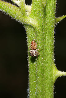 Hentzia sp.? On Rubus allegheniensis, at the edge of a dense mixed forest. 
https://www.jungledragon.com/image/95154/hentzia_sp.html Geotagged,Spring,United States