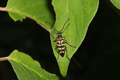 Zebra Longhorn Beetle (Typocerus zebra) At a dense mixed forest edge Geotagged,Spring,Typocerus zebra,United States,Zebra longhorn