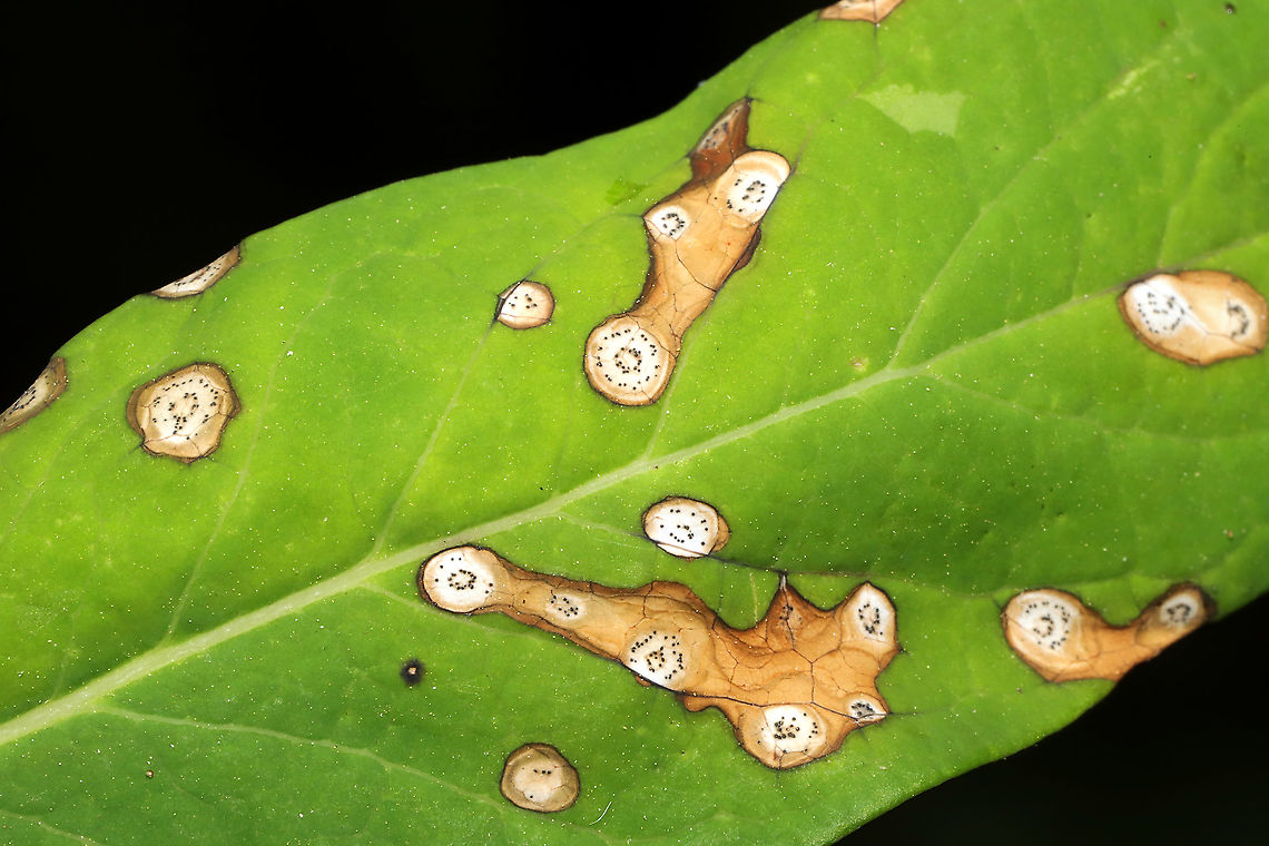 Phyllosticta apocnyi On hemp dogbane leaves at the edge of a dense mixed (hickory-oak dominant) forest.  Geotagged,Phyllosticta apocyni,Spring,United States