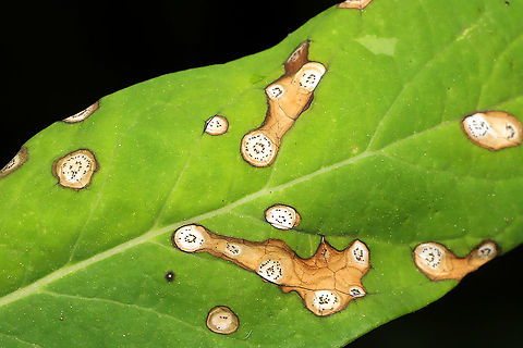 Phyllosticta apocnyi On hemp dogbane leaves at the edge of a dense mixed (hickory-oak dominant) forest.  Geotagged,Phyllosticta apocyni,Spring,United States