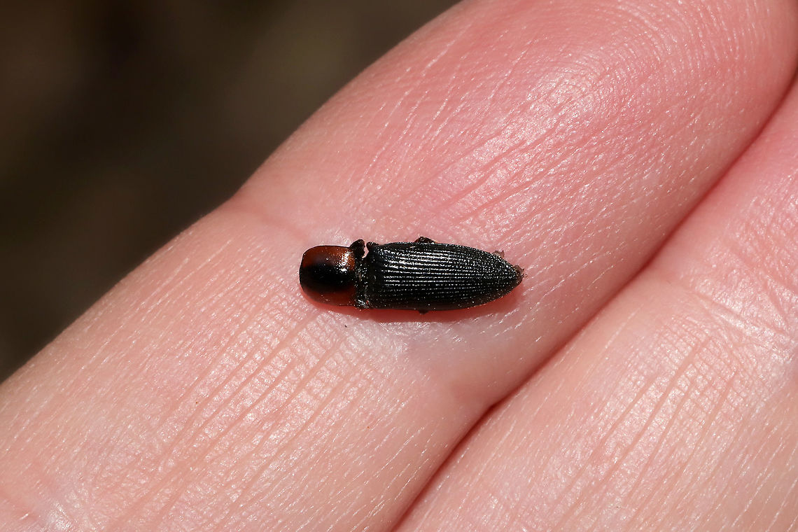 Ex-Ctenicera signaticollis At the edge of a dense mixed (hickory-oak dominant) forest. <br />
Supposedly a very rare find, so I am excited!<br />
Note: waiting on Ferdy to create this species record as I&#039;m having issues with it this morning. Ctenicera signaticollis,Geotagged,Spring,United States