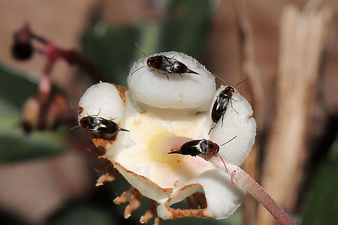 Tumbling Flower Beetles (Mordellistena sp.?) on Striped Wintergreen. On Chimaphila maculata at the edge of a dense mixed forest. Geotagged,Spring,United States
