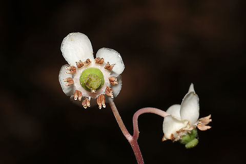 Striped Wintergreen (Chimaphila maculata) At the edge of a dense mixed forest.
https://www.jungledragon.com/image/95194/striped_wintergreen_chimaphila_maculata.html Chimaphila maculata,Geotagged,Spring,Striped Wintergreen,United States