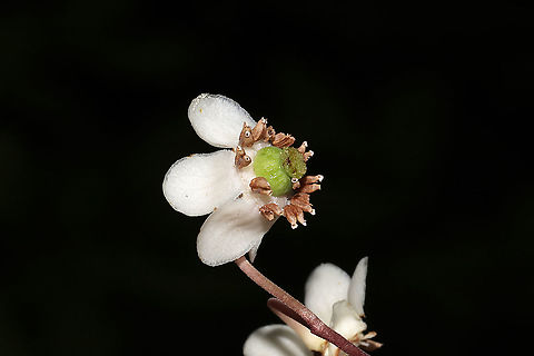 Striped Wintergreen (Chimaphila maculata) At the edge of a dense mixed forest. 
https://www.jungledragon.com/image/95193/striped_wintergreen_chimaphila_maculata.html Chimaphila maculata,Geotagged,Spring,Striped Wintergreen,United States