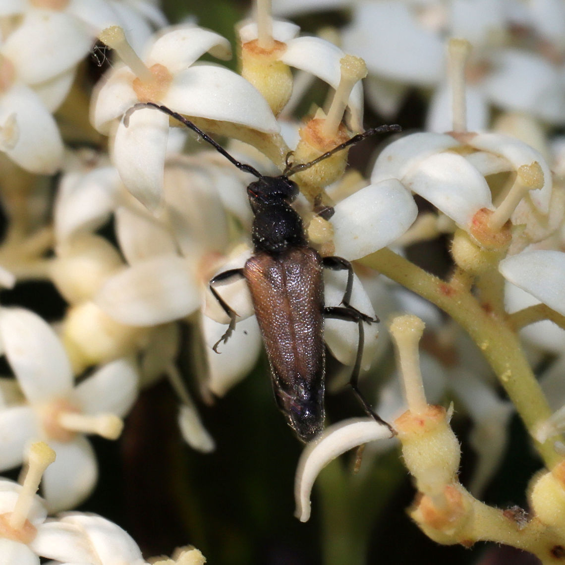 Brachyleptura circumdata I apologize for the horrendous shot! Posting for documentation anyway!<br />
This beetle was found on Cornus drummondii flowers. Brachyleptura circumdata,Geotagged,Spring,United States