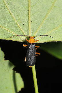 Podabrus fayi At a dense mixed forest edge.
https://www.jungledragon.com/image/95200/neopyrochroa_flabellata.html
https://www.jungledragon.com/image/95199/neopyrochroa_flabellata.html Geotagged,Podabrus fayi,Spring,United States