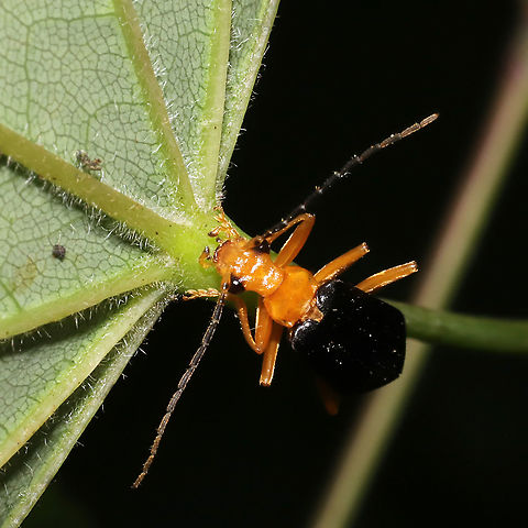 Podabrus fayi At a dense mixed forest edge.
https://www.jungledragon.com/image/95198/neopyrochroa_flabellata.html
https://www.jungledragon.com/image/95200/neopyrochroa_flabellata.html Geotagged,Neopyrochroa femoralis,Podabrus fayi,Spring,United States