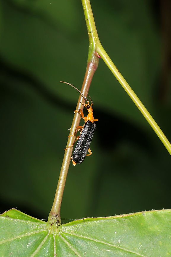 Podabrus fayi At a dense mixed forest edge.<br />
<figure class="photo"><a href="https://www.jungledragon.com/image/95199/podabrus_fayi.html" title="Podabrus fayi"><img src="https://s3.amazonaws.com/media.jungledragon.com/images/3231/95199_thumb.jpg?AWSAccessKeyId=05GMT0V3GWVNE7GGM1R2&Expires=1759968010&Signature=vIfHFESEbQfj1WT2xuC5s5ZMfbU%3D" width="200" height="200" alt="Podabrus fayi At a dense mixed forest edge.<br />
https://www.jungledragon.com/image/95198/neopyrochroa_flabellata.html<br />
https://www.jungledragon.com/image/95200/neopyrochroa_flabellata.html Geotagged,Neopyrochroa femoralis,Podabrus fayi,Spring,United States" /></a></figure><br />
<figure class="photo"><a href="https://www.jungledragon.com/image/95200/podabrus_fayi.html" title="Podabrus fayi"><img src="https://s3.amazonaws.com/media.jungledragon.com/images/3231/95200_thumb.jpg?AWSAccessKeyId=05GMT0V3GWVNE7GGM1R2&Expires=1759968010&Signature=eHZrxRe%2BhE%2BlGqjSmmLDX8sb5wA%3D" width="102" height="152" alt="Podabrus fayi At a dense mixed forest edge.<br />
https://www.jungledragon.com/image/95199/neopyrochroa_flabellata.html<br />
https://www.jungledragon.com/image/95200/neopyrochroa_flabellata.html Geotagged,Podabrus fayi,Spring,United States" /></a></figure> Geotagged,Podabrus fayi,Spring,United States