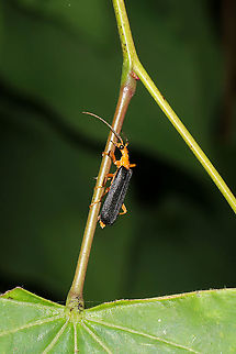 Podabrus fayi At a dense mixed forest edge.
https://www.jungledragon.com/image/95199/neopyrochroa_flabellata.html
https://www.jungledragon.com/image/95200/neopyrochroa_flabellata.html Geotagged,Podabrus fayi,Spring,United States