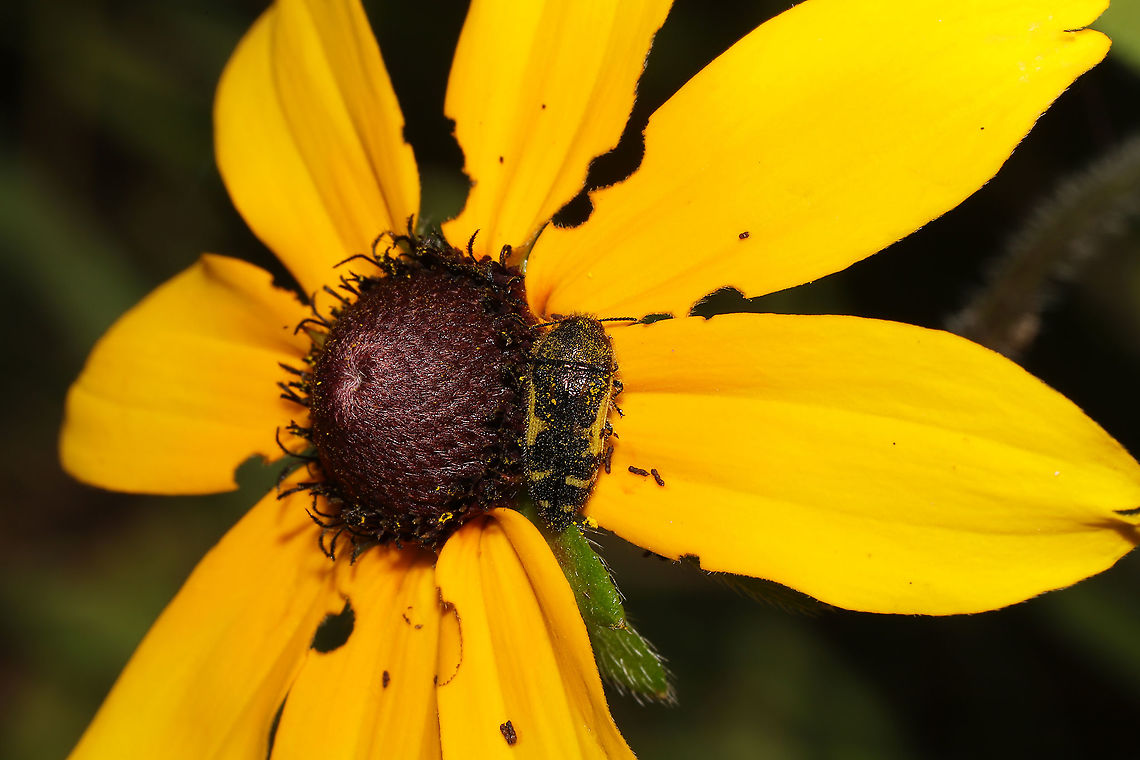 Flat-headed Baldcypress Sapwood Beetle (Acmaeodera pulchella) On Rudbeckia (hirta?) at the edge of a dense mixed forest. I didn't have a lot of time for photos of this lovely Bruprestid, unfortunately. This was in direct sun, so I started to melt before I could get any good shots. I regret not sticking it out a little longer to get some better shots! I was super excited to add this to my Buprestid list! Acmaeodera pulchella,Geotagged,Spring,United States