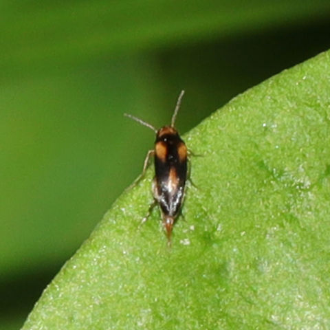 Mordellochroa scapularis