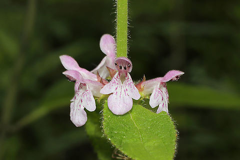 Hedgenettle (Stachys sp.) Still working on this ID. At the meadowy edge/clearing of a dense mixed forest. Near a seasonal stream.
https://www.jungledragon.com/image/95243/hedgenettle_stachys_sp.html
https://www.jungledragon.com/image/95242/hedgenettle_stachys_sp.html Geotagged,Spring,United States
