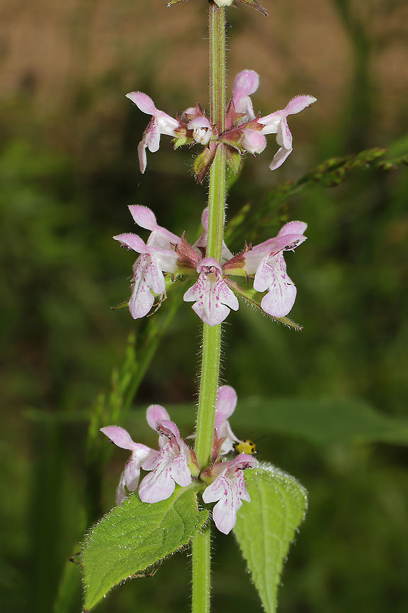 Hedgenettle (Stachys sp.) Still working on this ID. At the meadowy edge/clearing of a dense mixed forest. Near a seasonal stream. <br />
<figure class="photo"><a href="https://www.jungledragon.com/image/95243/hedgenettle_stachys_sp.html" title="Hedgenettle (Stachys sp.)"><img src="https://s3.amazonaws.com/media.jungledragon.com/images/3231/95243_thumb.jpg?AWSAccessKeyId=05GMT0V3GWVNE7GGM1R2&Expires=1770854410&Signature=h%2BP%2Brh2YfO6Ftawtt3pSQg14Itw%3D" width="102" height="152" alt="Hedgenettle (Stachys sp.) Still working on this ID. At the meadowy edge/clearing of a dense mixed forest. Near a seasonal stream. <br />
https://www.jungledragon.com/image/95242/hedgenettle_stachys_sp.html<br />
https://www.jungledragon.com/image/95241/hedgenettle_stachys_sp.html Geotagged,Spring,United States" /></a></figure><br />
<figure class="photo"><a href="https://www.jungledragon.com/image/95241/hedgenettle_stachys_sp.html" title="Hedgenettle (Stachys sp.)"><img src="https://s3.amazonaws.com/media.jungledragon.com/images/3231/95241_thumb.jpg?AWSAccessKeyId=05GMT0V3GWVNE7GGM1R2&Expires=1770854410&Signature=Y6zOQtHxk1NQb6J5XNf33gN4tvk%3D" width="200" height="134" alt="Hedgenettle (Stachys sp.) Still working on this ID. At the meadowy edge/clearing of a dense mixed forest. Near a seasonal stream.<br />
https://www.jungledragon.com/image/95243/hedgenettle_stachys_sp.html<br />
https://www.jungledragon.com/image/95242/hedgenettle_stachys_sp.html Geotagged,Spring,United States" /></a></figure> Geotagged,Spring,United States