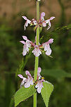 Hedgenettle (Stachys sp.) Still working on this ID. At the meadowy edge/clearing of a dense mixed forest. Near a seasonal stream. <br />
https://www.jungledragon.com/image/95243/hedgenettle_stachys_sp.html<br />
https://www.jungledragon.com/image/95241/hedgenettle_stachys_sp.html Geotagged,Spring,United States