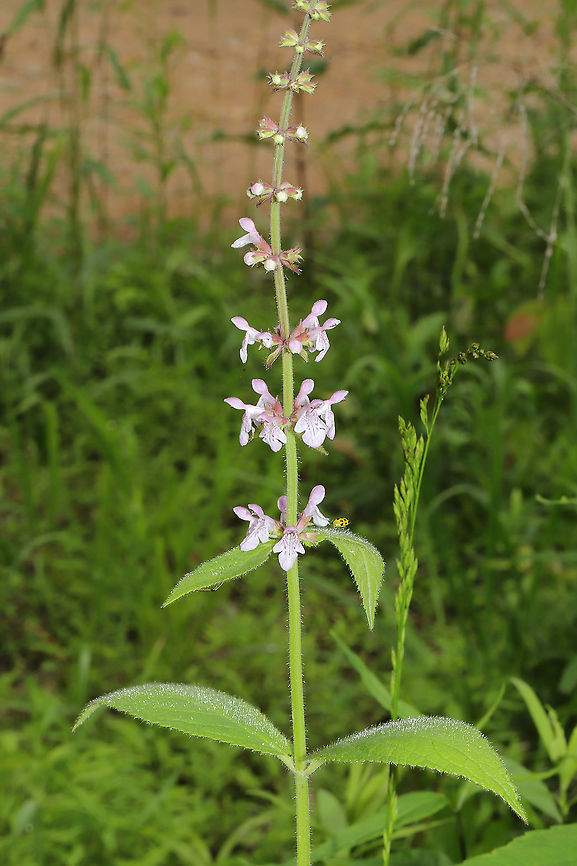 Hedgenettle (Stachys sp.) Still working on this ID. At the meadowy edge/clearing of a dense mixed forest. Near a seasonal stream. <br />
<figure class="photo"><a href="https://www.jungledragon.com/image/95242/hedgenettle_stachys_sp.html" title="Hedgenettle (Stachys sp.)"><img src="https://s3.amazonaws.com/media.jungledragon.com/images/3231/95242_thumb.jpg?AWSAccessKeyId=05GMT0V3GWVNE7GGM1R2&Expires=1770854410&Signature=SUrt4hxY9mCKHasUCPo5%2FL3OqgQ%3D" width="102" height="152" alt="Hedgenettle (Stachys sp.) Still working on this ID. At the meadowy edge/clearing of a dense mixed forest. Near a seasonal stream. <br />
https://www.jungledragon.com/image/95243/hedgenettle_stachys_sp.html<br />
https://www.jungledragon.com/image/95241/hedgenettle_stachys_sp.html Geotagged,Spring,United States" /></a></figure><br />
<figure class="photo"><a href="https://www.jungledragon.com/image/95241/hedgenettle_stachys_sp.html" title="Hedgenettle (Stachys sp.)"><img src="https://s3.amazonaws.com/media.jungledragon.com/images/3231/95241_thumb.jpg?AWSAccessKeyId=05GMT0V3GWVNE7GGM1R2&Expires=1770854410&Signature=Y6zOQtHxk1NQb6J5XNf33gN4tvk%3D" width="200" height="134" alt="Hedgenettle (Stachys sp.) Still working on this ID. At the meadowy edge/clearing of a dense mixed forest. Near a seasonal stream.<br />
https://www.jungledragon.com/image/95243/hedgenettle_stachys_sp.html<br />
https://www.jungledragon.com/image/95242/hedgenettle_stachys_sp.html Geotagged,Spring,United States" /></a></figure> Geotagged,Spring,United States