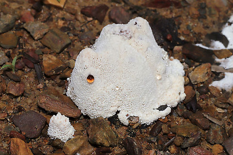 Bleeding Rosette (Abortiporus biennis) On a dirt road (in a flood plain) at the edge of a dense mixed forest.  Abortiporus biennis,Bleeding Rosette,Geotagged,Spring,United States