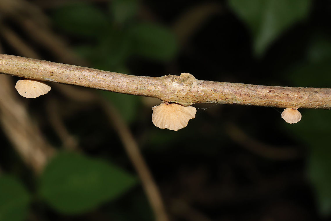 Marasmiaceae family (Campanella sp.?) Many of these growing on (possibly) muscadine vines (Vitis rotundifolia) in a flood plain near a dense mixed forest edge. These are definitely new to me. Campanella sp.? Tetrapyrgos sp.? I dunno. <br />
<figure class="photo"><a href="https://www.jungledragon.com/image/95279/marasmiaceae_family_campanella_sp.html" title="Marasmiaceae family (Campanella sp.?)"><img src="https://s3.amazonaws.com/media.jungledragon.com/images/3231/95279_thumb.jpg?AWSAccessKeyId=05GMT0V3GWVNE7GGM1R2&Expires=1759968010&Signature=Fjpo8kvNaJ0GJyQ%2F1X%2FJkH1E664%3D" width="200" height="134" alt="Marasmiaceae family (Campanella sp.?) Many of these growing on (possibly) muscadine vines (Vitis rotundifolia) in a flood plain near a dense mixed forest edge. These are definitely new to me. Campanella sp.? Tetrapyrgos sp.? I dunno.<br />
https://www.jungledragon.com/image/95281/marasmiaceae_family_campanella_sp.html<br />
https://www.jungledragon.com/image/95280/marasmiaceae_family_campanella_sp.html Geotagged,Spring,United States" /></a></figure><br />
<figure class="photo"><a href="https://www.jungledragon.com/image/95281/marasmiaceae_family_campanella_sp.html" title="Marasmiaceae family (Campanella sp.?)"><img src="https://s3.amazonaws.com/media.jungledragon.com/images/3231/95281_thumb.jpg?AWSAccessKeyId=05GMT0V3GWVNE7GGM1R2&Expires=1759968010&Signature=3rdV%2BQ2wwHeekOwmVsdK2JVeVXc%3D" width="102" height="152" alt="Marasmiaceae family (Campanella sp.?) Many of these growing on (possibly) muscadine vines (Vitis rotundifolia) in a flood plain near a dense mixed forest edge. These are definitely new to me. Campanella sp.? Tetrapyrgos sp.? I dunno. <br />
https://www.jungledragon.com/image/95279/marasmiaceae_family_campanella_sp.html<br />
https://www.jungledragon.com/image/95280/marasmiaceae_family_campanella_sp.html Geotagged,Spring,United States" /></a></figure> Geotagged,Spring,United States