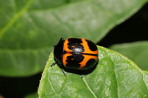 Swamp Milkweed Leaf Beetle (Labidomera clivicollis) Resting on Carolina Allspice (Calycanthus floridus) at the moist edge of a dense mixed forest. Milkweed plants nearby.
https://www.jungledragon.com/image/95319/swamp_milkweed_leaf_beetle_labidomera_clivicollis.html Geotagged,Labidomera clivicollis,Milkweed leaf beetle,Spring,United States