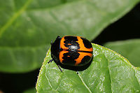 Swamp Milkweed Leaf Beetle (Labidomera clivicollis) Resting on Carolina Allspice (Calycanthus floridus) at the moist edge of a dense mixed forest. Milkweed plants nearby.<br />
https://www.jungledragon.com/image/95319/swamp_milkweed_leaf_beetle_labidomera_clivicollis.html Geotagged,Labidomera clivicollis,Milkweed leaf beetle,Spring,United States