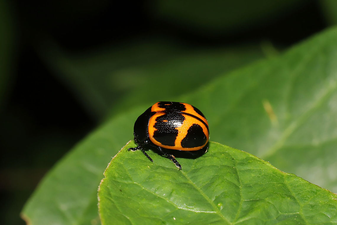 Swamp Milkweed Leaf Beetle (Labidomera clivicollis) Resting on Carolina Allspice (Calycanthus floridus) at the moist edge of a dense mixed forest. Milkweed plants nearby. <br />
<figure class="photo"><a href="https://www.jungledragon.com/image/95318/swamp_milkweed_leaf_beetle_labidomera_clivicollis.html" title="Swamp Milkweed Leaf Beetle (Labidomera clivicollis)"><img src="https://s3.amazonaws.com/media.jungledragon.com/images/3231/95318_thumb.jpg?AWSAccessKeyId=05GMT0V3GWVNE7GGM1R2&Expires=1767225610&Signature=SRqfiDR0MmYBKeqyOFOdivFGwtc%3D" width="200" height="134" alt="Swamp Milkweed Leaf Beetle (Labidomera clivicollis) Resting on Carolina Allspice (Calycanthus floridus) at the moist edge of a dense mixed forest. Milkweed plants nearby.<br />
https://www.jungledragon.com/image/95319/swamp_milkweed_leaf_beetle_labidomera_clivicollis.html Geotagged,Labidomera clivicollis,Milkweed leaf beetle,Spring,United States" /></a></figure> Geotagged,Labidomera clivicollis,Milkweed leaf beetle,Spring,United States