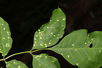 Ash Leaf Gall Mite (Aceria fraxini) On Fraxinus sp. at the edge of a dense mixed forest. <br />
<br />
@Ferdy: Can you possibly identify this for me? It is immediately changing to A. fraxinivora when I try to ID it!<br />
https://www.jungledragon.com/image/95323/ash_leaf_gall_mite_aceria_fraxini.html Aceria fraxini,Aceria fraxinivora,Geotagged,Spring,United States