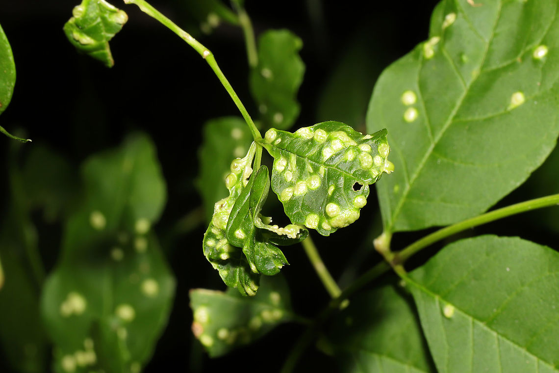 Ash Leaf Gall Mite (Aceria fraxini) On Fraxinus sp. at the edge of a dense mixed forest.<br />
<br />
@Ferdy: Can you possibly identify this for me? It is immediately changing to A. fraxinivora when I try to ID it! <br />
<figure class="photo"><a href="https://www.jungledragon.com/image/95322/ash_leaf_gall_mite_aceria_fraxini.html" title="Ash Leaf Gall Mite (Aceria fraxini)"><img src="https://s3.amazonaws.com/media.jungledragon.com/images/3231/95322_thumb.jpg?AWSAccessKeyId=05GMT0V3GWVNE7GGM1R2&Expires=1763596810&Signature=s%2FzOBeWIPhXXh%2FAkKg%2F%2B2K5mou4%3D" width="200" height="134" alt="Ash Leaf Gall Mite (Aceria fraxini) On Fraxinus sp. at the edge of a dense mixed forest. <br />
<br />
@Ferdy: Can you possibly identify this for me? It is immediately changing to A. fraxinivora when I try to ID it!<br />
https://www.jungledragon.com/image/95323/ash_leaf_gall_mite_aceria_fraxini.html Aceria fraxini,Aceria fraxinivora,Geotagged,Spring,United States" /></a></figure> Aceria fraxini,Geotagged,Spring,United States