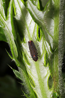 Speckled Sharpshooter (Paraulacizes irrorata) On Tall Thistle (Cirsium altissimum) at the edge of a dense mixed forest. Geotagged,Paraulacizes irrorata,Speckled Sharpshooter,Spring,United States
