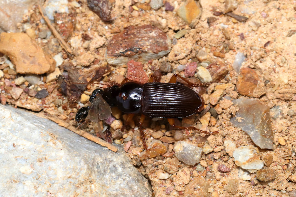 Anisodactylus sanctaecrucis? Maybe Anisodactylus sanctaecrucis? Seemingly carrying a feast across our dirt road. At the edge of a dense mixed forest. Anisodactylus sanctaecrucis,Geotagged,Harpalus rufipes,Spring,Strawberry Seed Beetle,United States