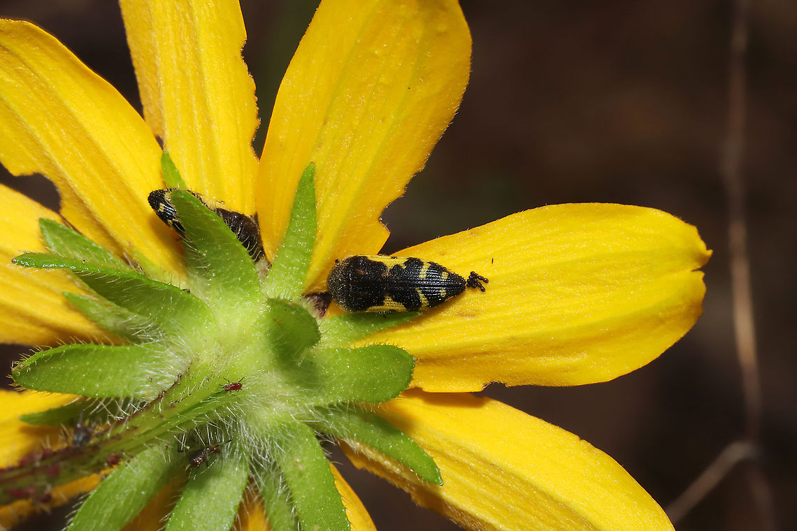 Flat-headed Baldcypress Sapwood Beetle (Acmaeodera pulchella) On Rudbeckia hirta at the edge of a dense mixed forest. This was early morning, and they appeared to be hiding under flowers for shelter! Acmaeodera pulchella,Flat-headed bald cypress sapwood borer,Geotagged,Spring,United States