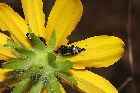 Flat-headed Baldcypress Sapwood Beetle (Acmaeodera pulchella) On Rudbeckia hirta at the edge of a dense mixed forest. This was early morning, and they appeared to be hiding under flowers for shelter! Acmaeodera pulchella,Flat-headed bald cypress sapwood borer,Geotagged,Spring,United States