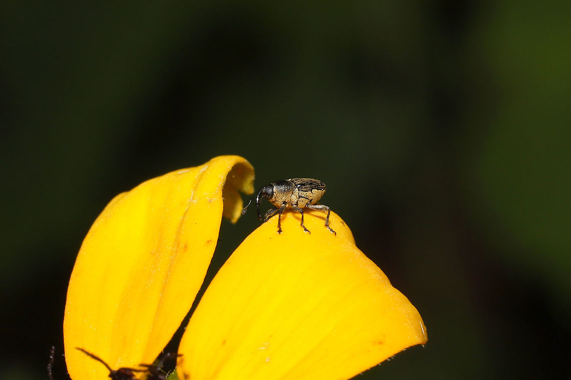 Odontocorynus sp.?  On Rudbeckia hirta at a dense mixed forest edge clearing.  Geotagged,Spring,United States
