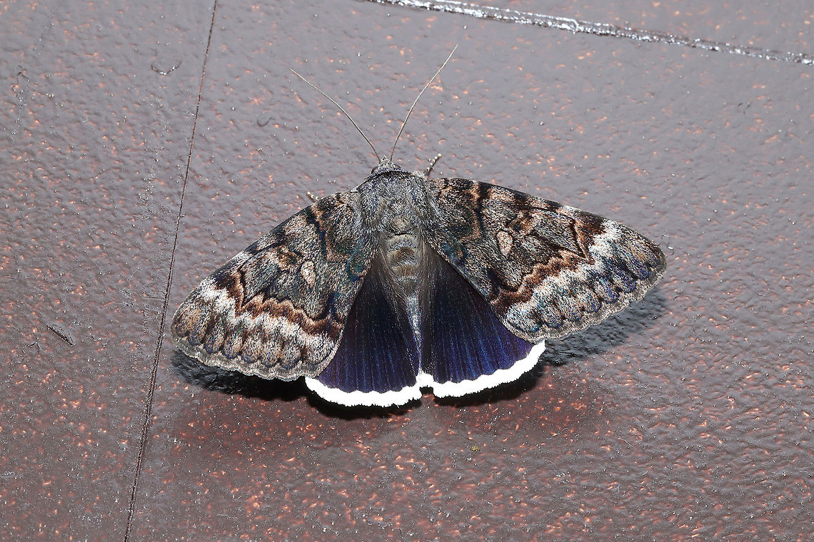 Epione Underwing (Catocala epione) Flew indoors from porch lights at the edge of a dense mixed (hickory-oak dominant) forest. <br />
So, Jason and I typically wake up around midnight every night to go to the bathroom and to walk Snorri (our puppy). This morning, I did my thing and went back to bed while Jason was still walking the pup. I suddenly hear Jason yelling my name (startled me awake), so I run down to the kitchen to see what the commotion is about! It turns out that this large underwing moth was in our kitchen and wanted to say hello. Jason said he didn&#039;t know if it was a bird or a moth at first. <br />
<figure class="photo"><a href="https://www.jungledragon.com/image/95329/epione_underwing_catocala_epione.html" title="Epione Underwing (Catocala epione)"><img src="https://s3.amazonaws.com/media.jungledragon.com/images/3231/95329_thumb.jpg?AWSAccessKeyId=05GMT0V3GWVNE7GGM1R2&Expires=1767225610&Signature=F2drWFCc8AudMdxqJjPtC5LVW4M%3D" width="200" height="128" alt="Epione Underwing (Catocala epione) Flew indoors from porch lights at the edge of a dense mixed (hickory-oak dominant) forest.<br />
So, Jason and I typically wake up around midnight every night to go to the bathroom and to walk Snorri (our puppy). This morning, I did my thing and went back to bed while Jason was still walking the pup. I suddenly hear Jason yelling my name (startled me awake), so I run down to the kitchen to see what the commotion is about! It turns out that this large underwing moth was in our kitchen and wanted to say hello. Jason said he didn&#039;t know if it was a bird or a moth at first. <br />
https://www.jungledragon.com/image/95328/epione_underwing_catocala_epione.html Catocala epione,Geotagged,Spring,United States" /></a></figure> Catocala epione,Geotagged,Spring,United States
