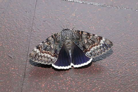 Epione Underwing (Catocala epione) Flew indoors from porch lights at the edge of a dense mixed (hickory-oak dominant) forest. 
So, Jason and I typically wake up around midnight every night to go to the bathroom and to walk Snorri (our puppy). This morning, I did my thing and went back to bed while Jason was still walking the pup. I suddenly hear Jason yelling my name (startled me awake), so I run down to the kitchen to see what the commotion is about! It turns out that this large underwing moth was in our kitchen and wanted to say hello. Jason said he didn't know if it was a bird or a moth at first. 
https://www.jungledragon.com/image/95329/epione_underwing_catocala_epione.html Catocala epione,Geotagged,Spring,United States