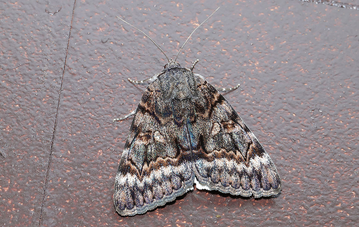 Epione Underwing (Catocala epione) Flew indoors from porch lights at the edge of a dense mixed (hickory-oak dominant) forest.<br />
So, Jason and I typically wake up around midnight every night to go to the bathroom and to walk Snorri (our puppy). This morning, I did my thing and went back to bed while Jason was still walking the pup. I suddenly hear Jason yelling my name (startled me awake), so I run down to the kitchen to see what the commotion is about! It turns out that this large underwing moth was in our kitchen and wanted to say hello. Jason said he didn't know if it was a bird or a moth at first. <br />
<figure class="photo"><a href="https://www.jungledragon.com/image/95328/epione_underwing_catocala_epione.html" title="Epione Underwing (Catocala epione)"><img src="https://s3.amazonaws.com/media.jungledragon.com/images/3231/95328_thumb.jpg?AWSAccessKeyId=05GMT0V3GWVNE7GGM1R2&Expires=1763596810&Signature=zmaXE61Zn%2B5E7tq8WY1xISs5SRQ%3D" width="200" height="134" alt="Epione Underwing (Catocala epione) Flew indoors from porch lights at the edge of a dense mixed (hickory-oak dominant) forest. <br />
So, Jason and I typically wake up around midnight every night to go to the bathroom and to walk Snorri (our puppy). This morning, I did my thing and went back to bed while Jason was still walking the pup. I suddenly hear Jason yelling my name (startled me awake), so I run down to the kitchen to see what the commotion is about! It turns out that this large underwing moth was in our kitchen and wanted to say hello. Jason said he didn't know if it was a bird or a moth at first. <br />
https://www.jungledragon.com/image/95329/epione_underwing_catocala_epione.html Catocala epione,Geotagged,Spring,United States" /></a></figure> Catocala epione,Geotagged,Spring,United States