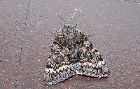 Epione Underwing (Catocala epione) Flew indoors from porch lights at the edge of a dense mixed (hickory-oak dominant) forest.
So, Jason and I typically wake up around midnight every night to go to the bathroom and to walk Snorri (our puppy). This morning, I did my thing and went back to bed while Jason was still walking the pup. I suddenly hear Jason yelling my name (startled me awake), so I run down to the kitchen to see what the commotion is about! It turns out that this large underwing moth was in our kitchen and wanted to say hello. Jason said he didn't know if it was a bird or a moth at first. 
https://www.jungledragon.com/image/95328/epione_underwing_catocala_epione.html Catocala epione,Geotagged,Spring,United States