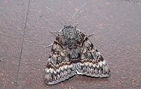 Epione Underwing (Catocala epione) Flew indoors from porch lights at the edge of a dense mixed (hickory-oak dominant) forest.<br />
So, Jason and I typically wake up around midnight every night to go to the bathroom and to walk Snorri (our puppy). This morning, I did my thing and went back to bed while Jason was still walking the pup. I suddenly hear Jason yelling my name (startled me awake), so I run down to the kitchen to see what the commotion is about! It turns out that this large underwing moth was in our kitchen and wanted to say hello. Jason said he didn't know if it was a bird or a moth at first. <br />
https://www.jungledragon.com/image/95328/epione_underwing_catocala_epione.html Catocala epione,Geotagged,Spring,United States