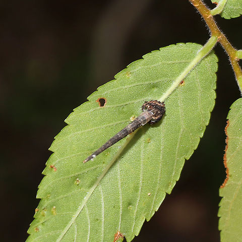 Octagonal Casemaker Moth (Homaledra octagonella) Casebearer on Ulmus sp(?). ~12 mm or so in length.
https://bugguide.net/node/view/229786/bgimage

One of the weirdest things I've seen in a while! From what I read today:
Casebearer moth larvae live in distinctive portable cases constructed of frass, silk, and plant matter. These larvae mine the leaves of their host plant (which is often specific) and discard their cases once they outgrow them.
https://www.jungledragon.com/image/95334/unknown_casebearer.html Geotagged,Homaledra octagonella,Octagonal Casebearer Moth,Spring,United States