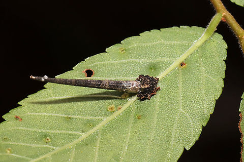Octagonal Casemaker Moth (Homaledra octagonella) Casebearer on Ulmus sp(?). ~12 mm or so in length.
https://bugguide.net/node/view/229786/bgimage

One of the weirdest things I've seen in a while! From what I read today:
Casebearer moth larvae live in distinctive portable cases constructed of frass, silk, and plant matter. These larvae mine the leaves of their host plant (which is often specific) and discard their cases once they outgrow them. Geotagged,Homaledra octagonella,Octagonal Casebearer Moth,Spring,United States